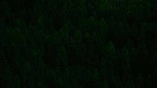 province of bolzano - south tyrol bird's eye view of green trees italy